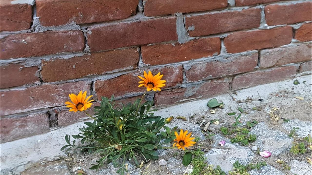 Melekler Pansiyon Ayvalı Buitenkant foto